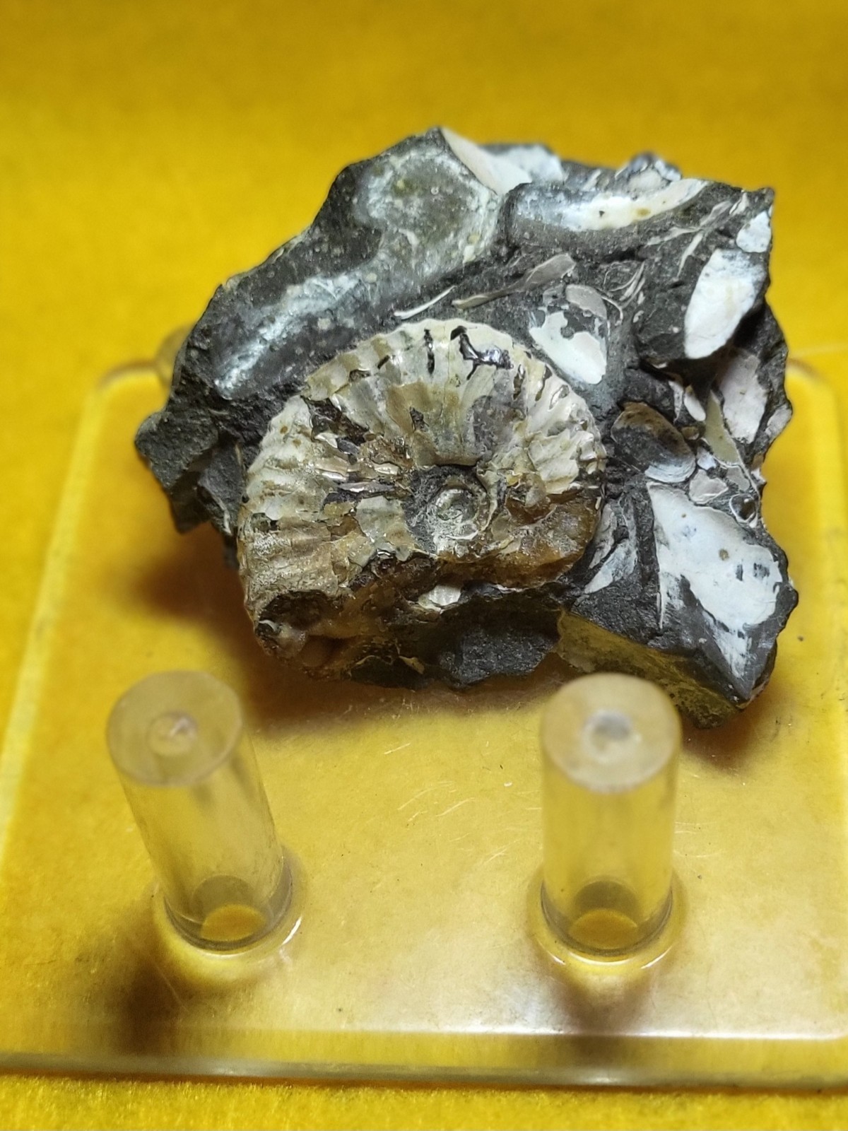 Fossil Scaphite Ammonite Pierre Shale, Todd Co., South Dakota
