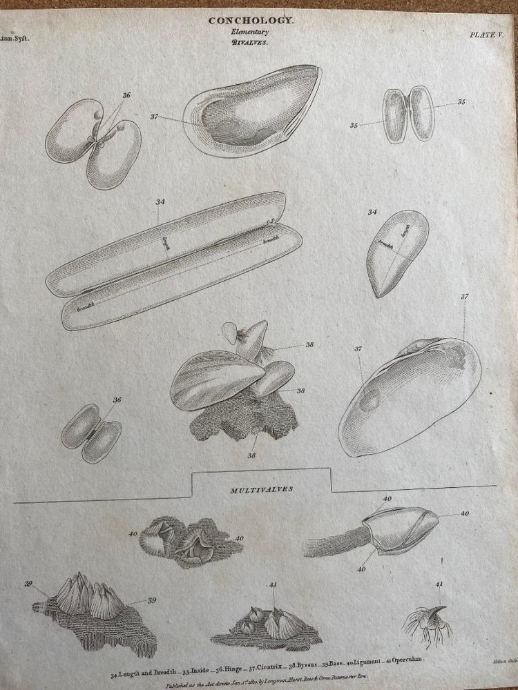1810 ENGRAVING CONCHOLOGY ELEMENTARY BIVALVE  & MULTI MOLLUSC SHELLS
