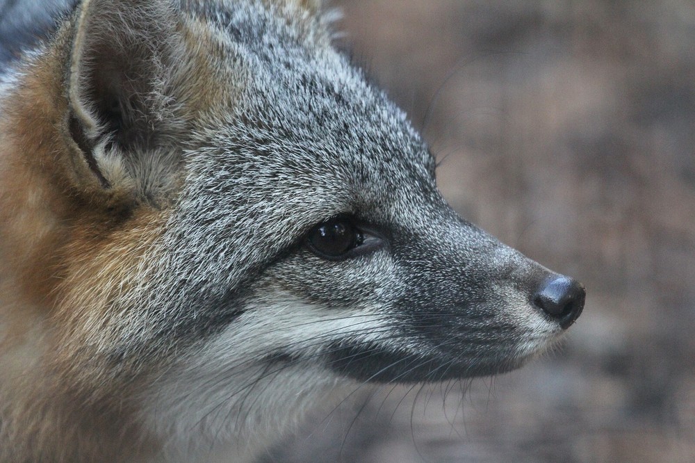 Gray Fox Taxidermy Reference Photo Cd