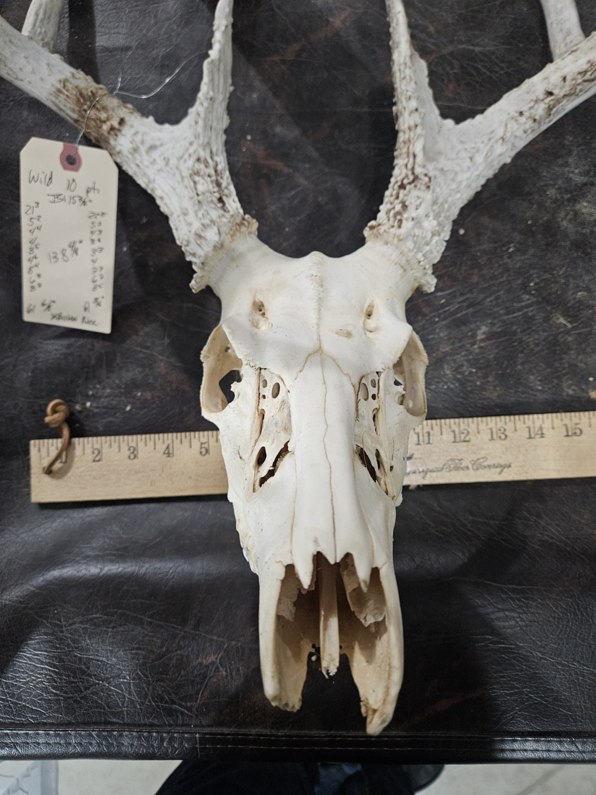 Wild 10 Point Whitetail Deer Antler Rack Horn European Skull Mount Man Cave 138"