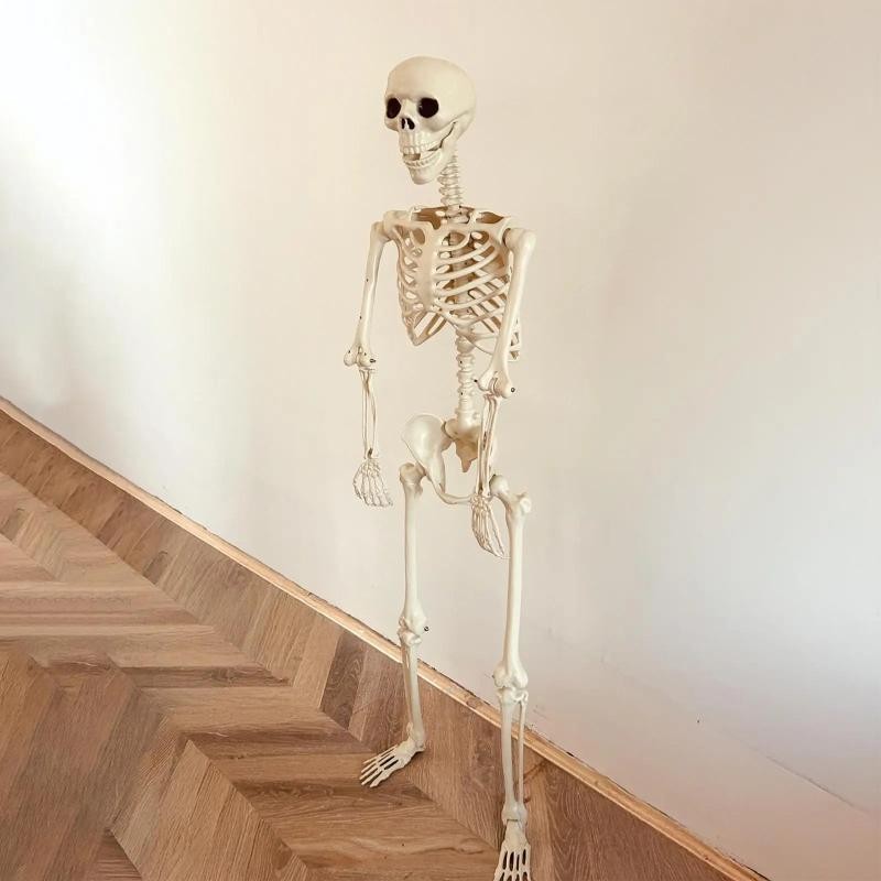 Halloween Realistic Body Bones Life Size Human Skeleton with Posable Joints