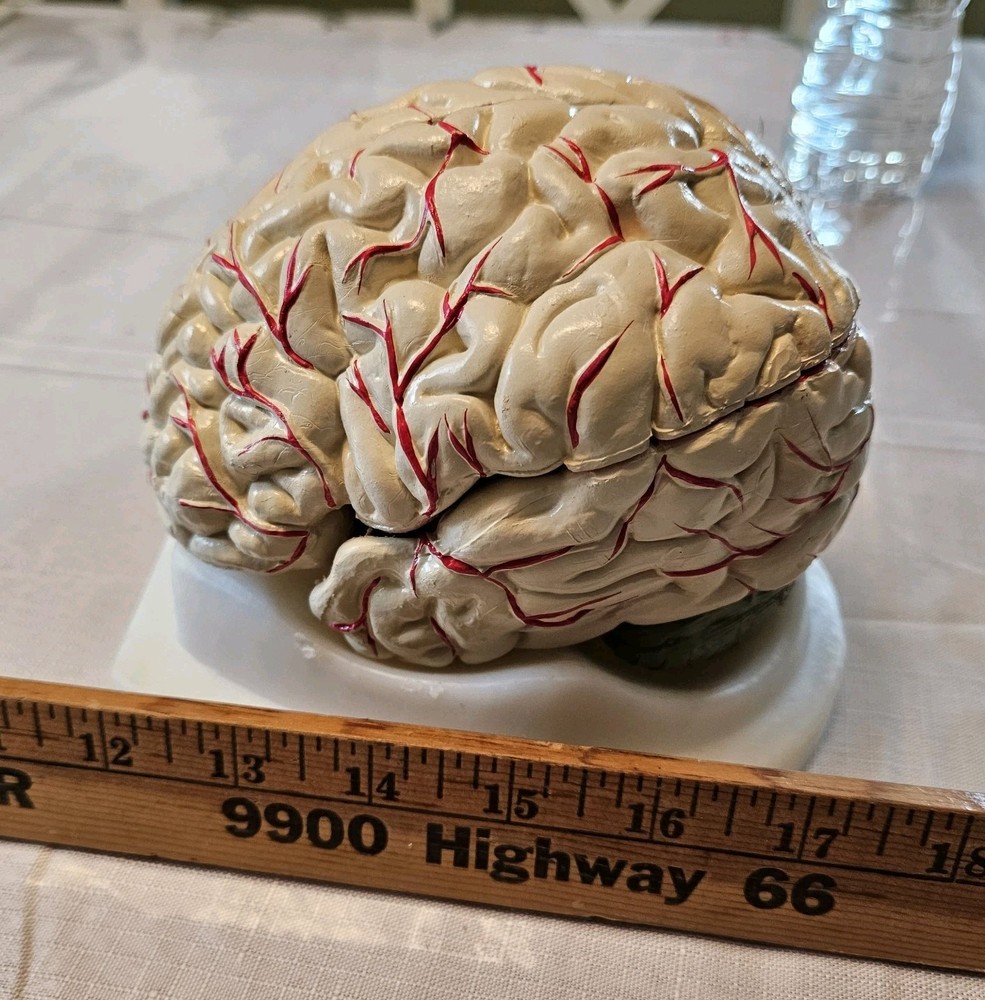 Human Brain Model Anatomy 8 Part Anatomical Brain Model w/Base Doctor's Office