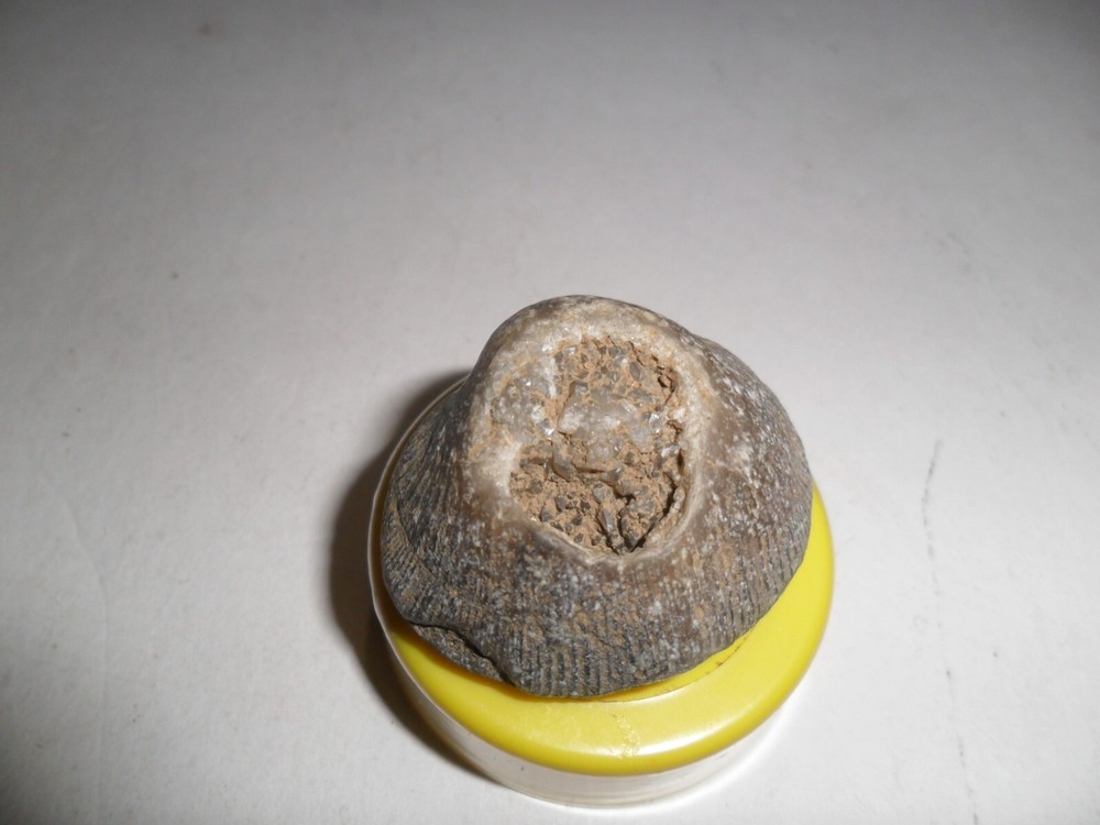 Crystal Brachiopod