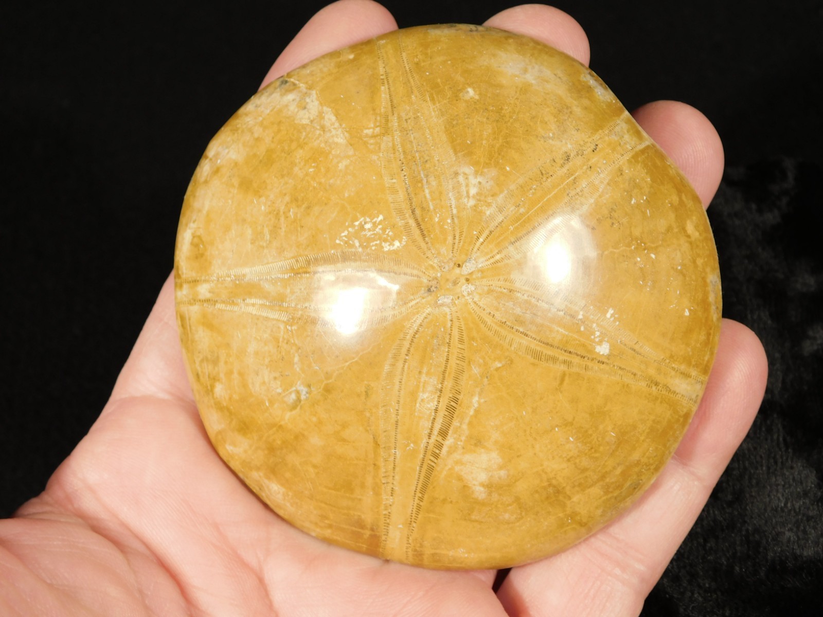 Big! Polished 150 Million Year Old! SAND DOLLAR Fossil Madagascar 195gr
