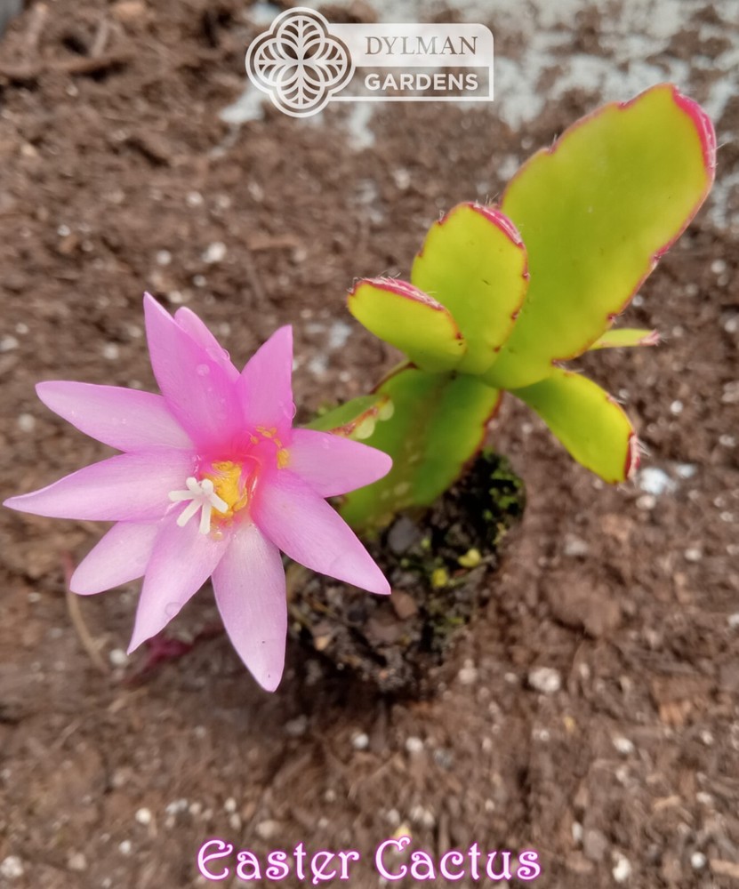 Easter Cactus (Rhipsalidopsis x graeseri) Whitsun Cactus - Multiple Sizes