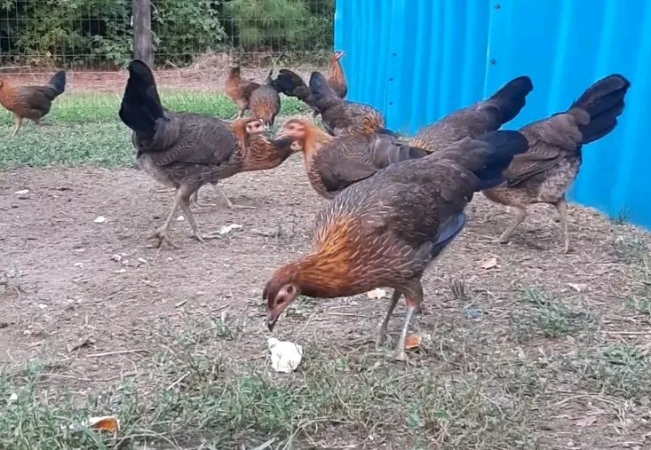 12 Chicken Hatching Eggs.