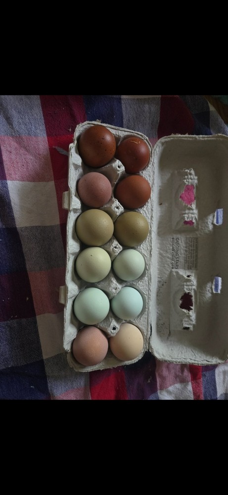 One Dozen Rainbow Hatching Eggs