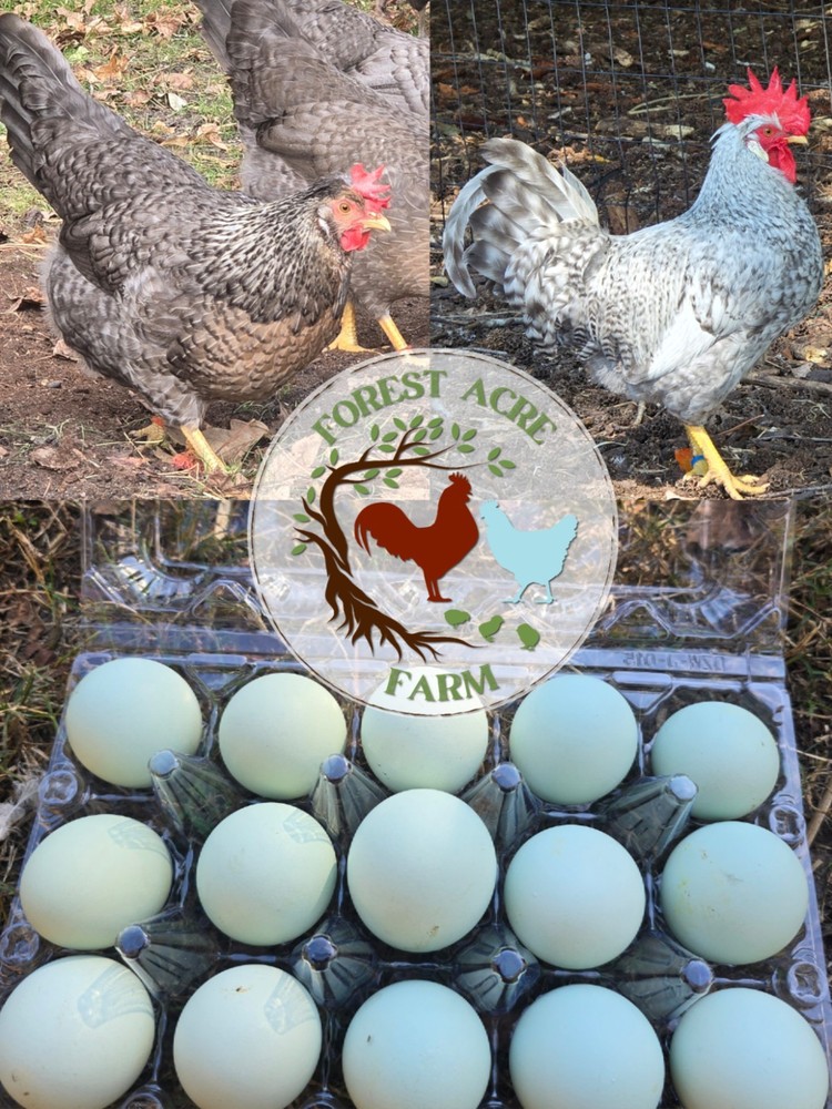 Cream Legbar Hatching Eggs 10+ Blue Eggs