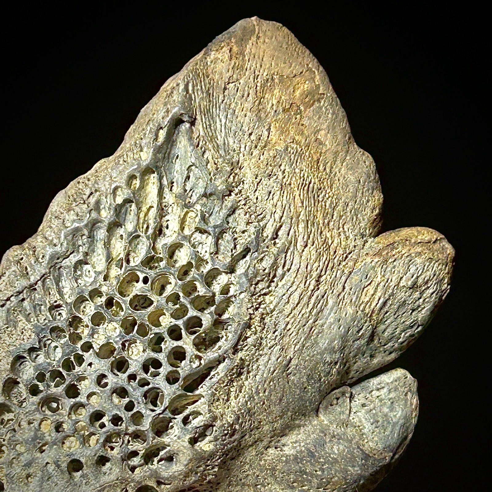 Atlantic Sturgeon Scute (Acipenser cf. oxyrinchus) 2.39" Bony Fish Fossil Dermal