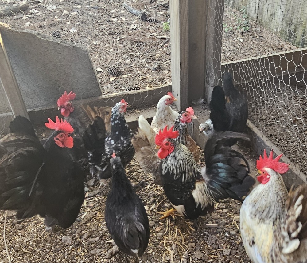 20 Serama Chicken Hatching Eggs