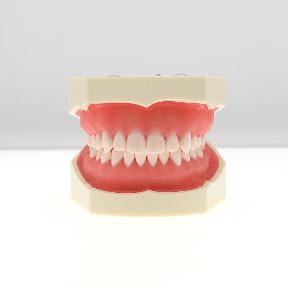 Dental Teeth Model Kit w/ Replaceable Teeth, Implant, Brackets, Mounting Pole