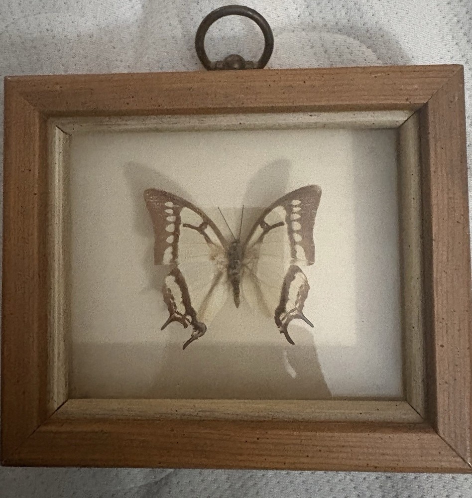 Real butterfly In Frame