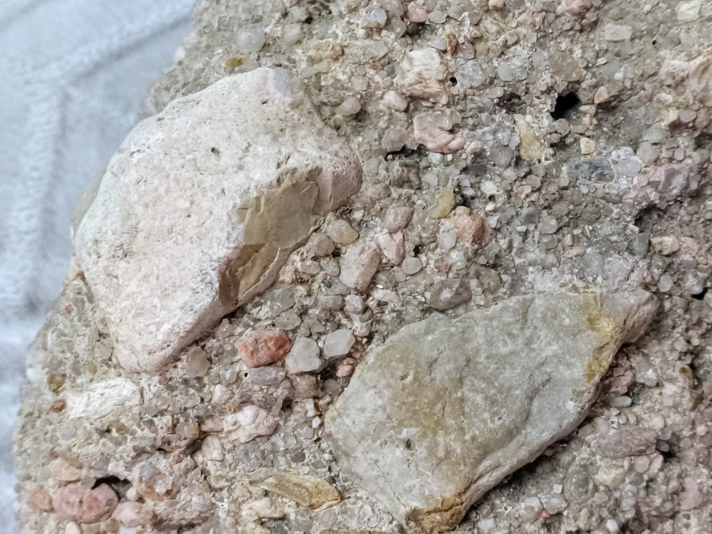 Clam? Fossil On Matrix