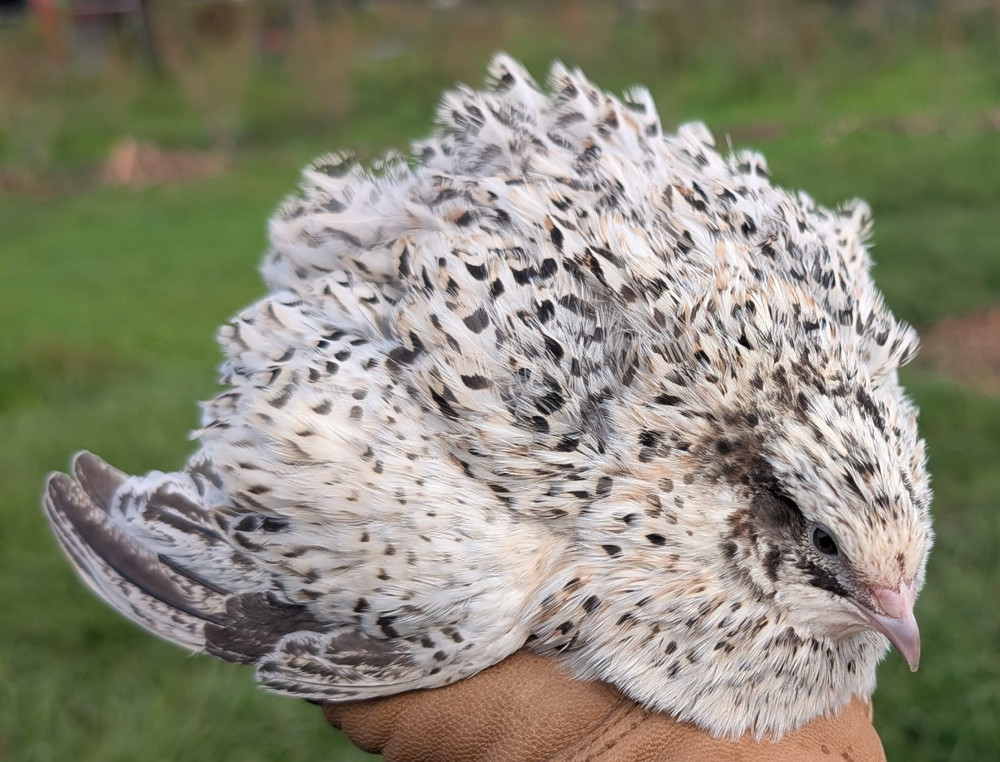 75 ++ Rainbow Coturnix Quail Hatching Eggs NPIP