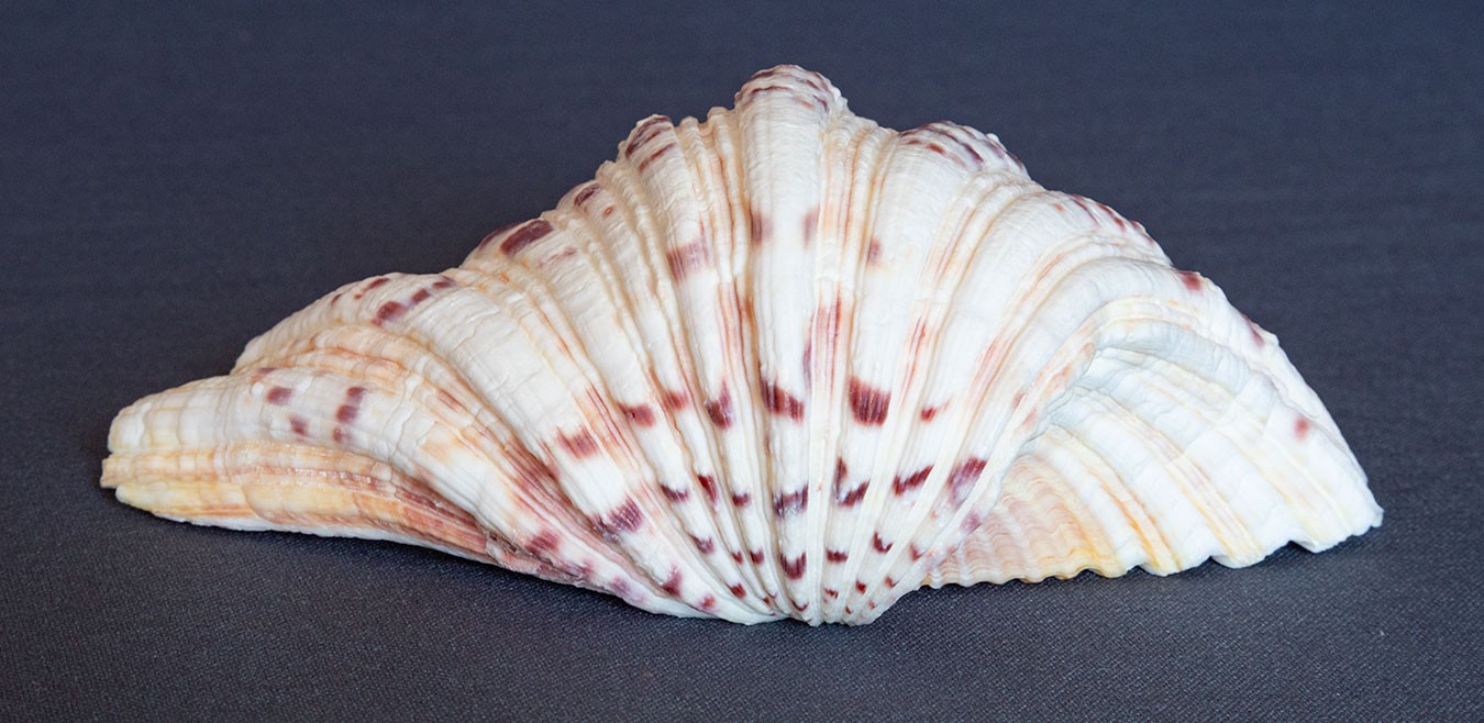 TRIDACNA GIGAS Clam Shell HALF 6" x 4" BEAR PAW Nice Marking
