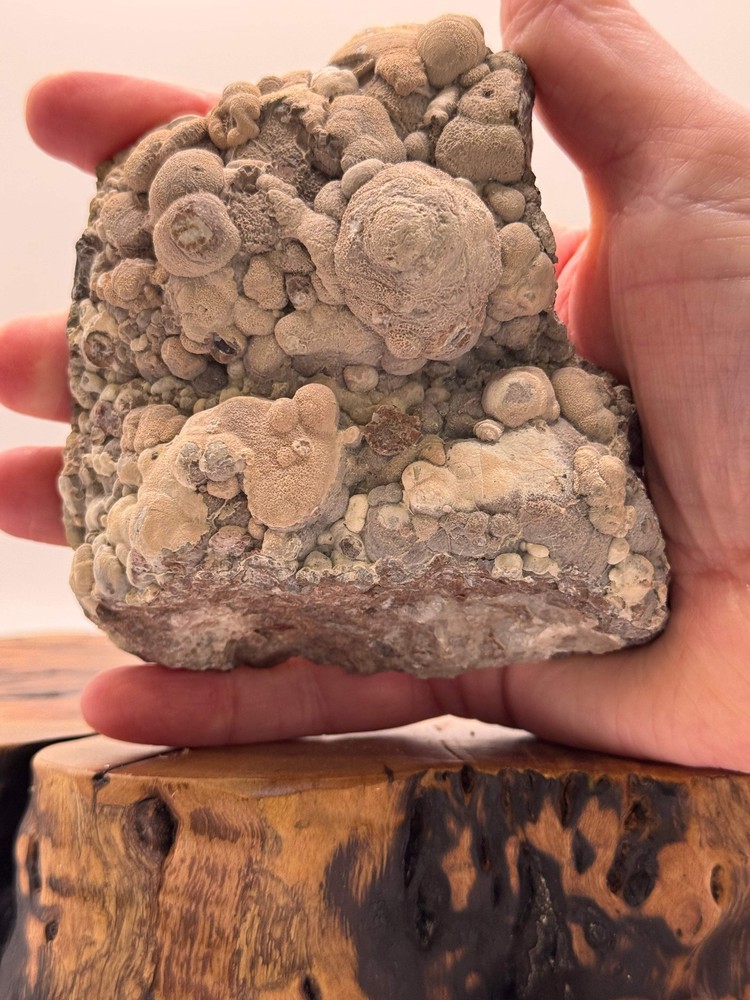 New Mexico Agate
