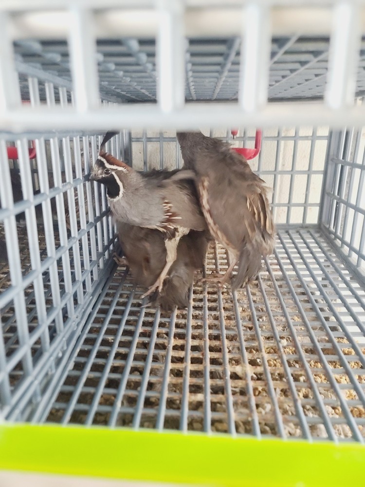 25 Gambel hatching eggs Ready Now