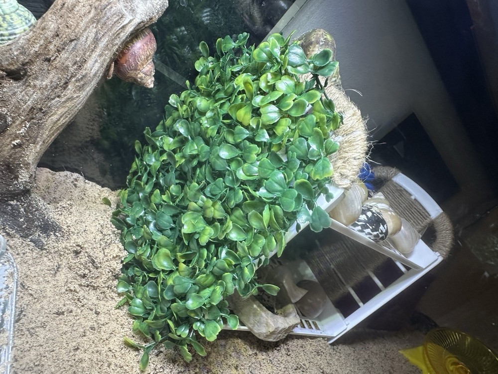 Handmade Hermit Crab Shell Shop