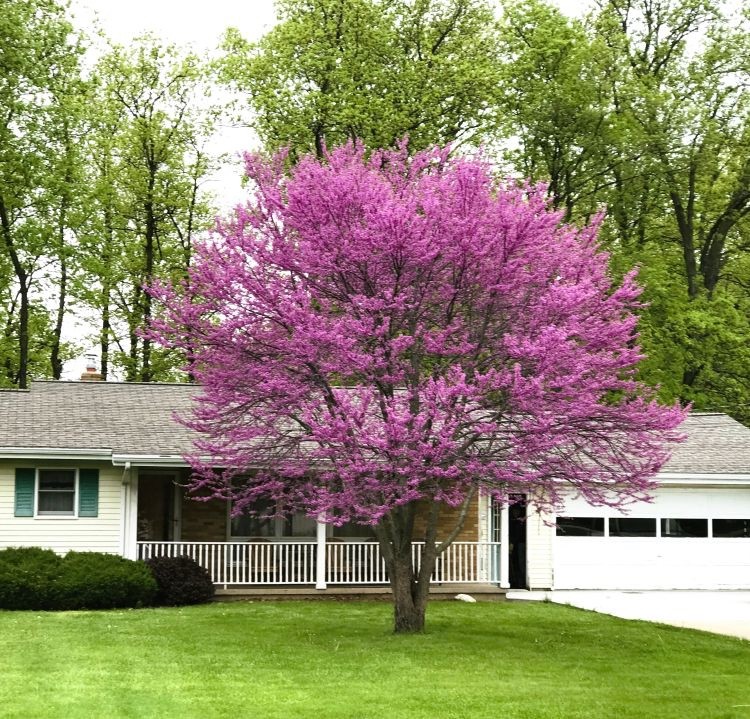 3 Eastern Redbud Tree - Cercis canadensis - 12-24" Tall