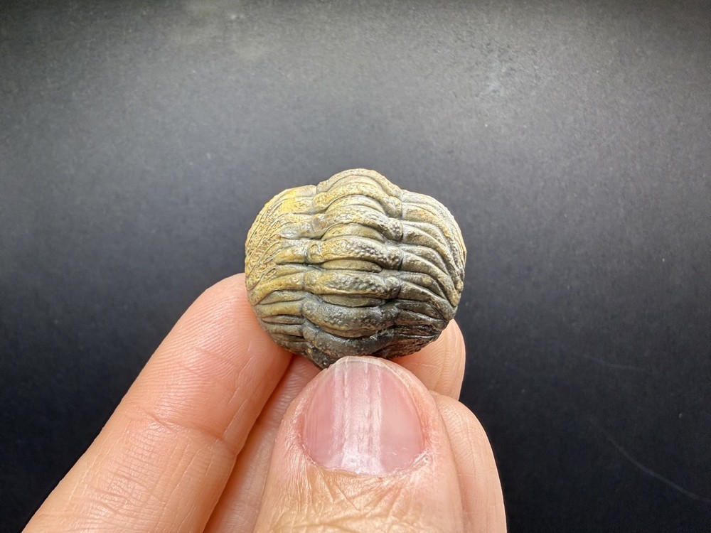 Enrolled Moroccops Trilobite