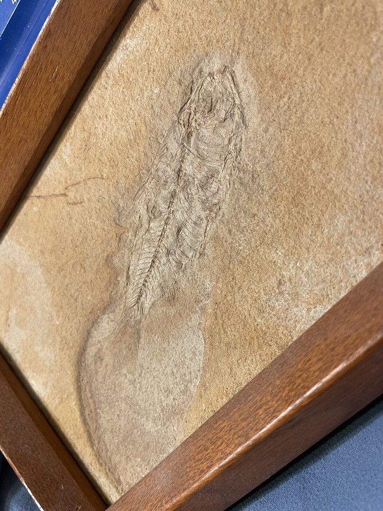 5x7 Framed Solid Fossil Fish Plate