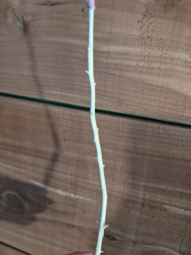 Cedar Flower Art
