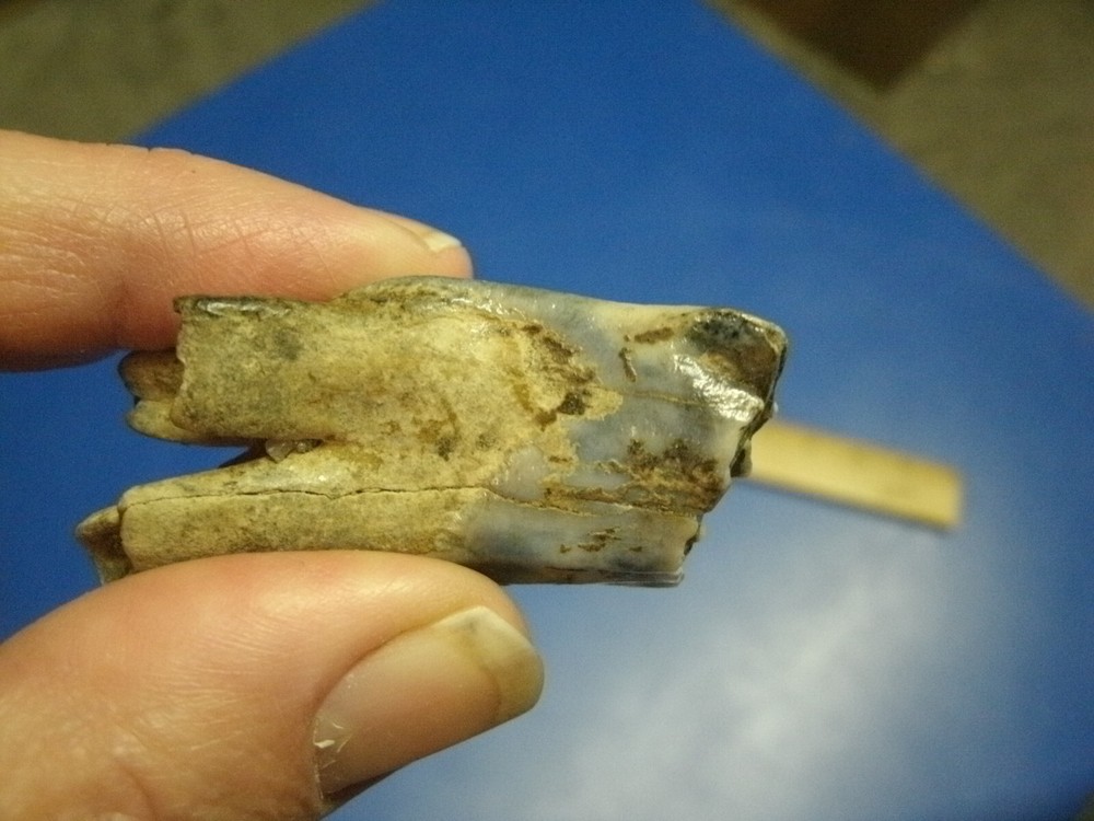 FOSSIL BISON TOOTH RILEY CO. KANSAS