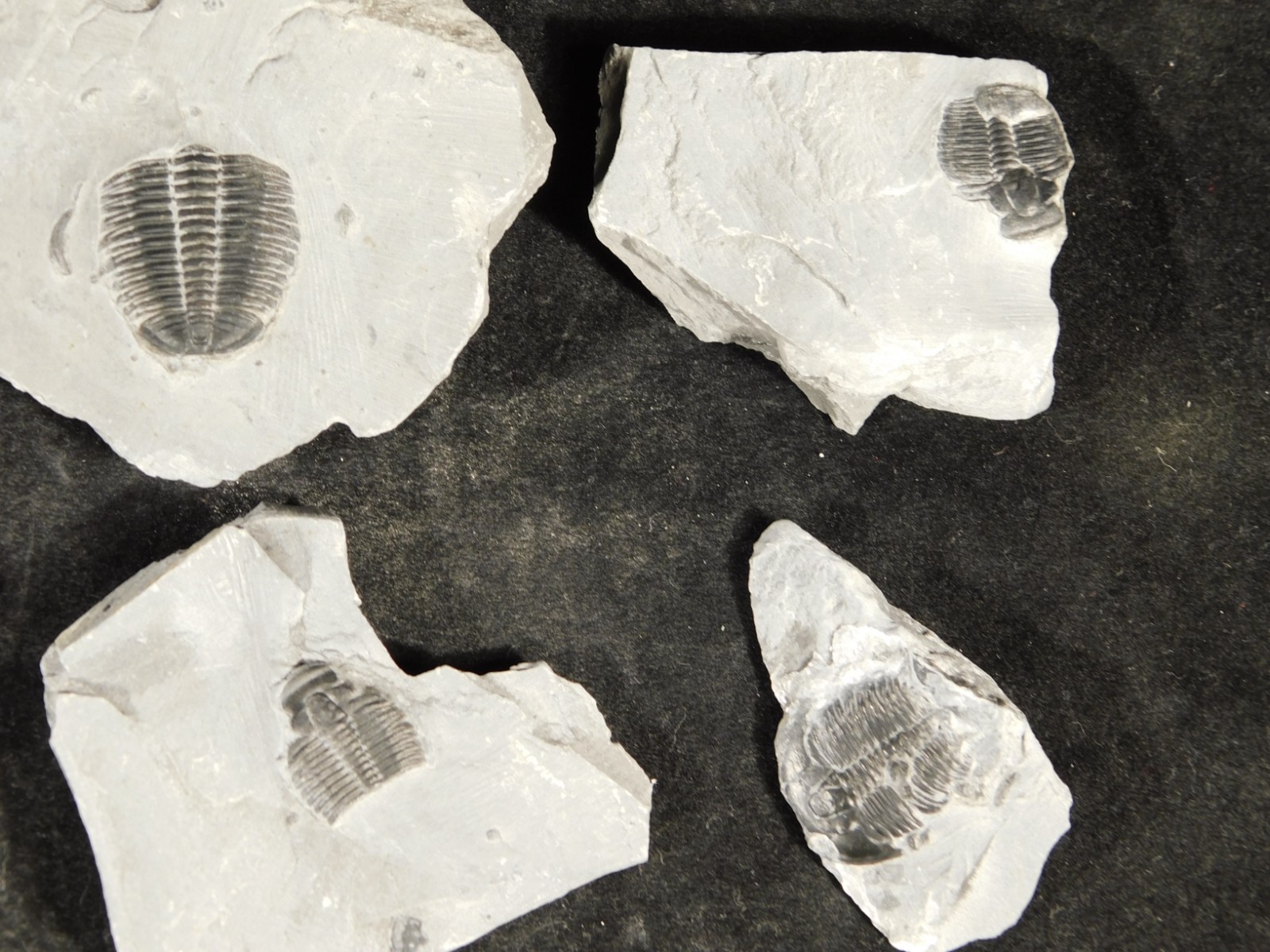 BIG Lot of TEN! 100% Natural Elrathia TRILOBITE Fossils in Matrix Utah 379gr