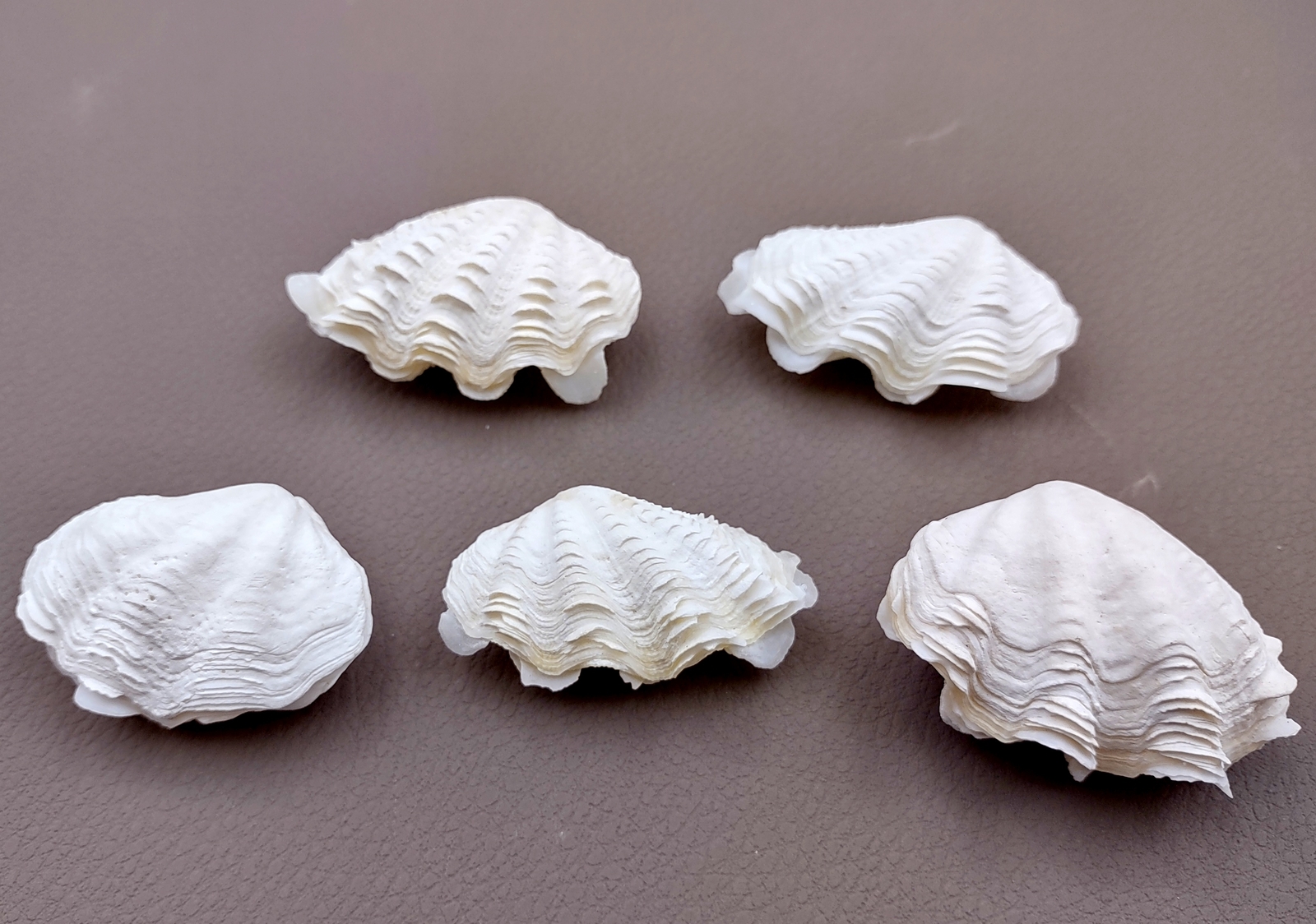 Mini Derasa Clam Seashell White Tridacna Derasa (1 shell approx. 1+ inches)