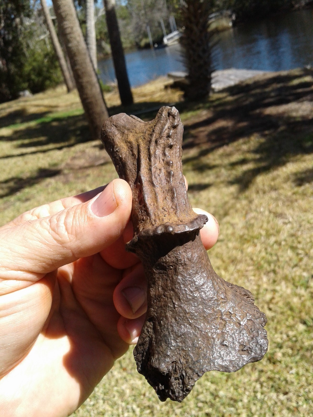 Spectacular High Quality Deer Antler Florida Ice Age Fossil Mammal