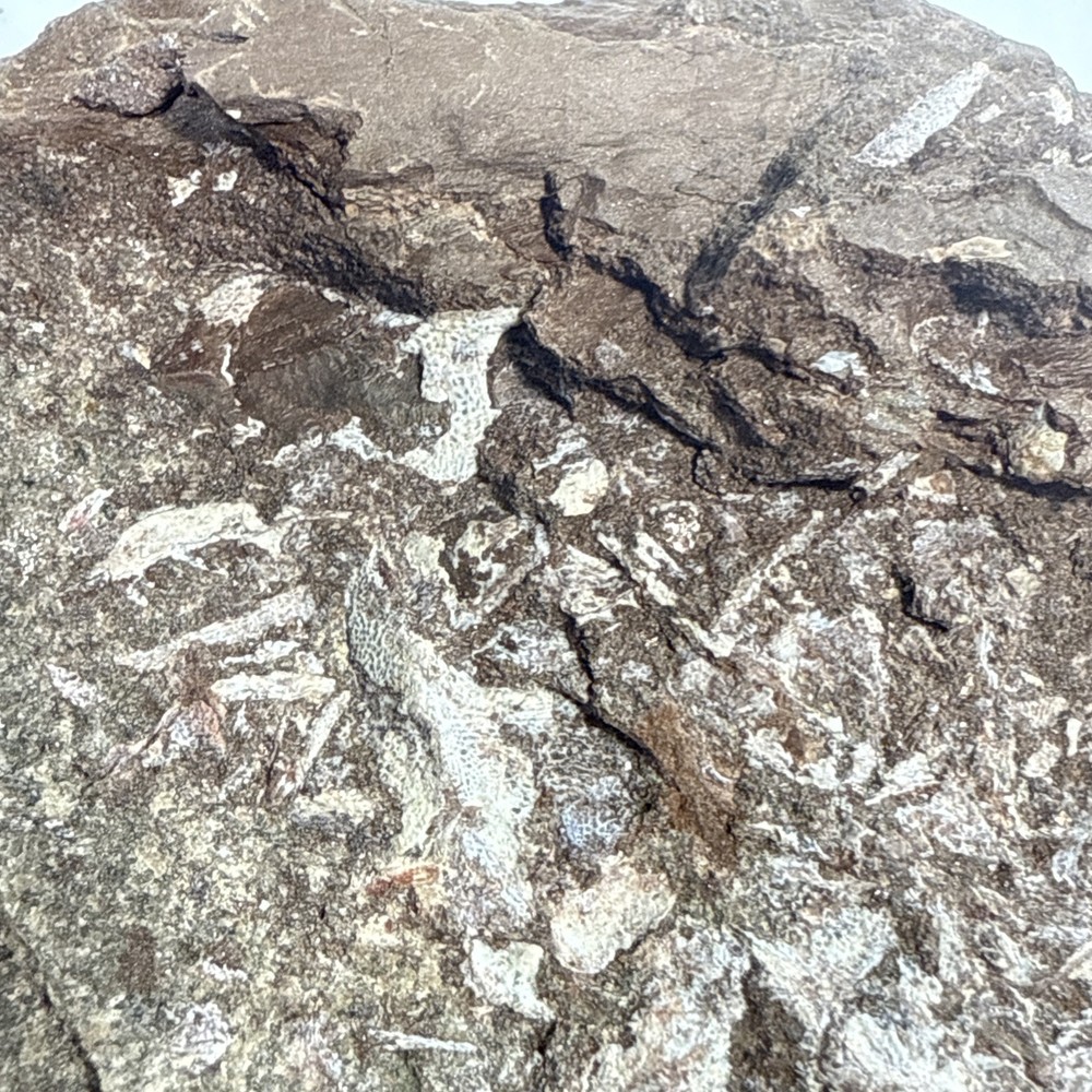 Fossil Placoderm Pieces