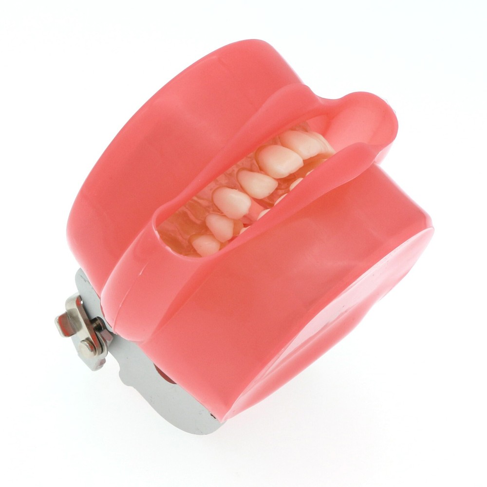 Dental Typodont Removable Soft Gum Teeth Model M7008 + Simulation Cheek