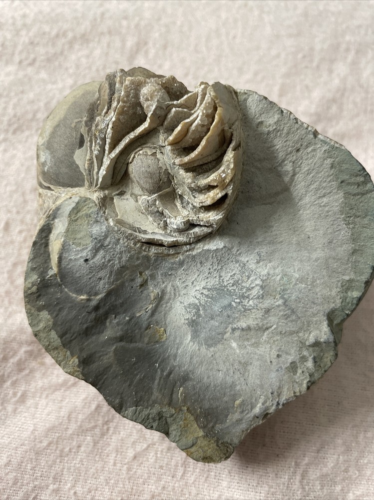 Real Fossil 485 Gr