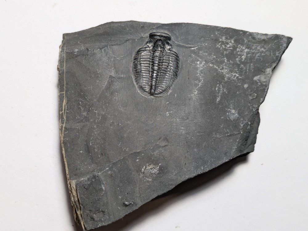 Fossilized Trilobite