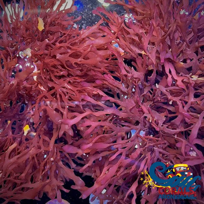Pom Pom Gracilaria Macroalgae