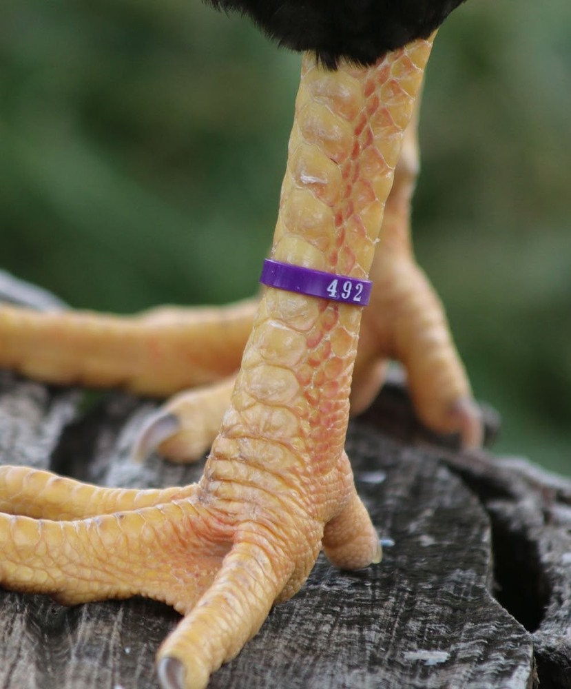 Numbered Poultry Leg Bands Fluorescent Chicken Tags 50 Pack