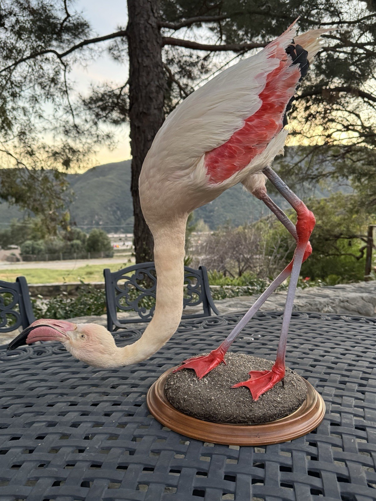 FHDARI2 - Chilean Flamingo Museum quality Taxidermy mount bird