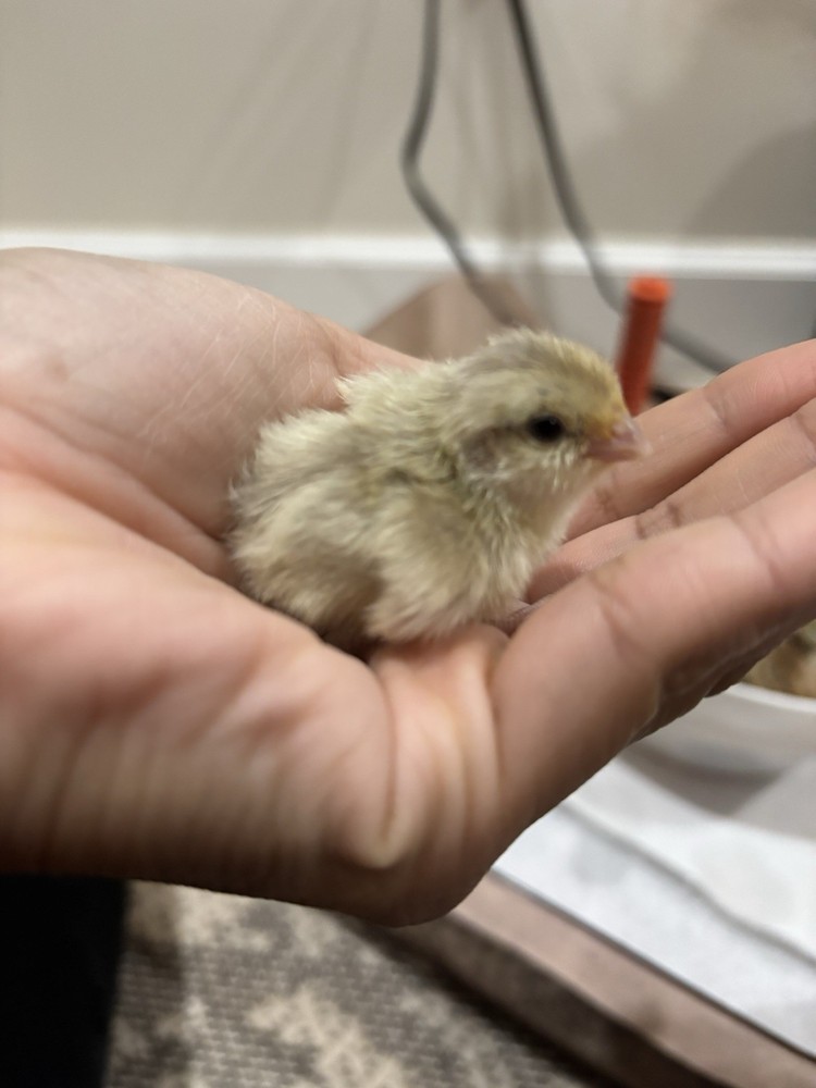 12+ Mixed Bobwhite Hatching Eggs