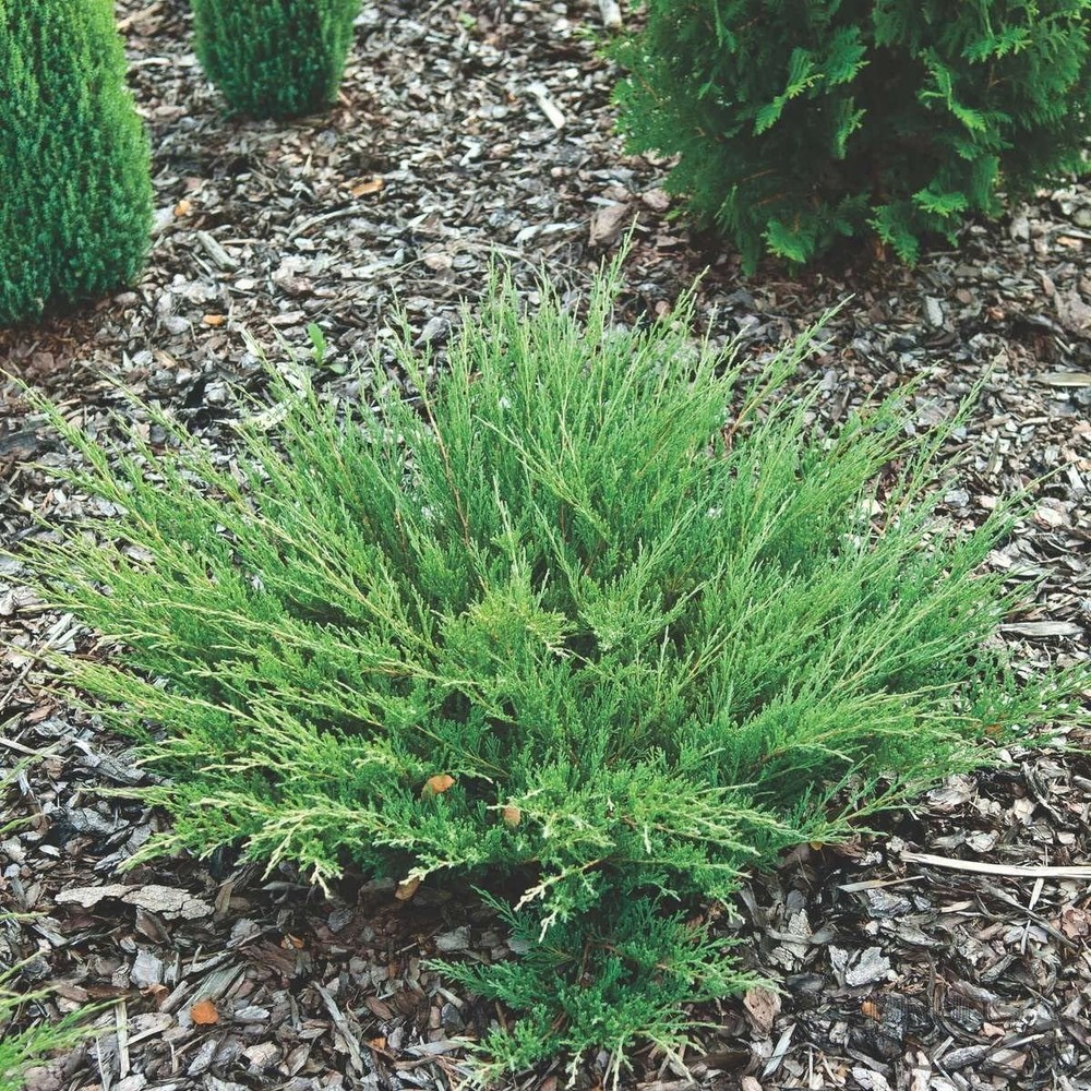 Juniper Andorra Compacta - Live Plants - Juniperus Horizontalis - Drought...
