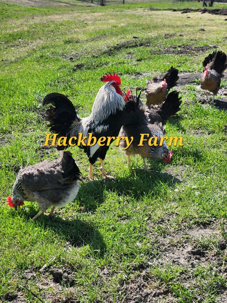 12 Silver Leghorn Hatching Eggs