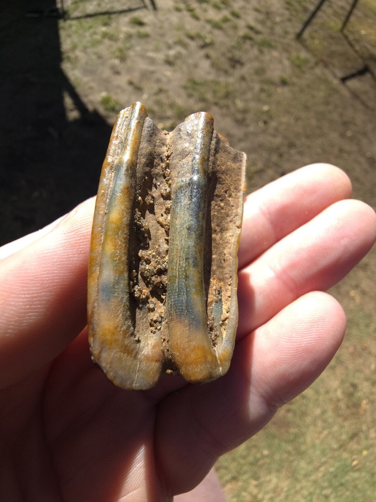 Horse Molar Tooth Fossil