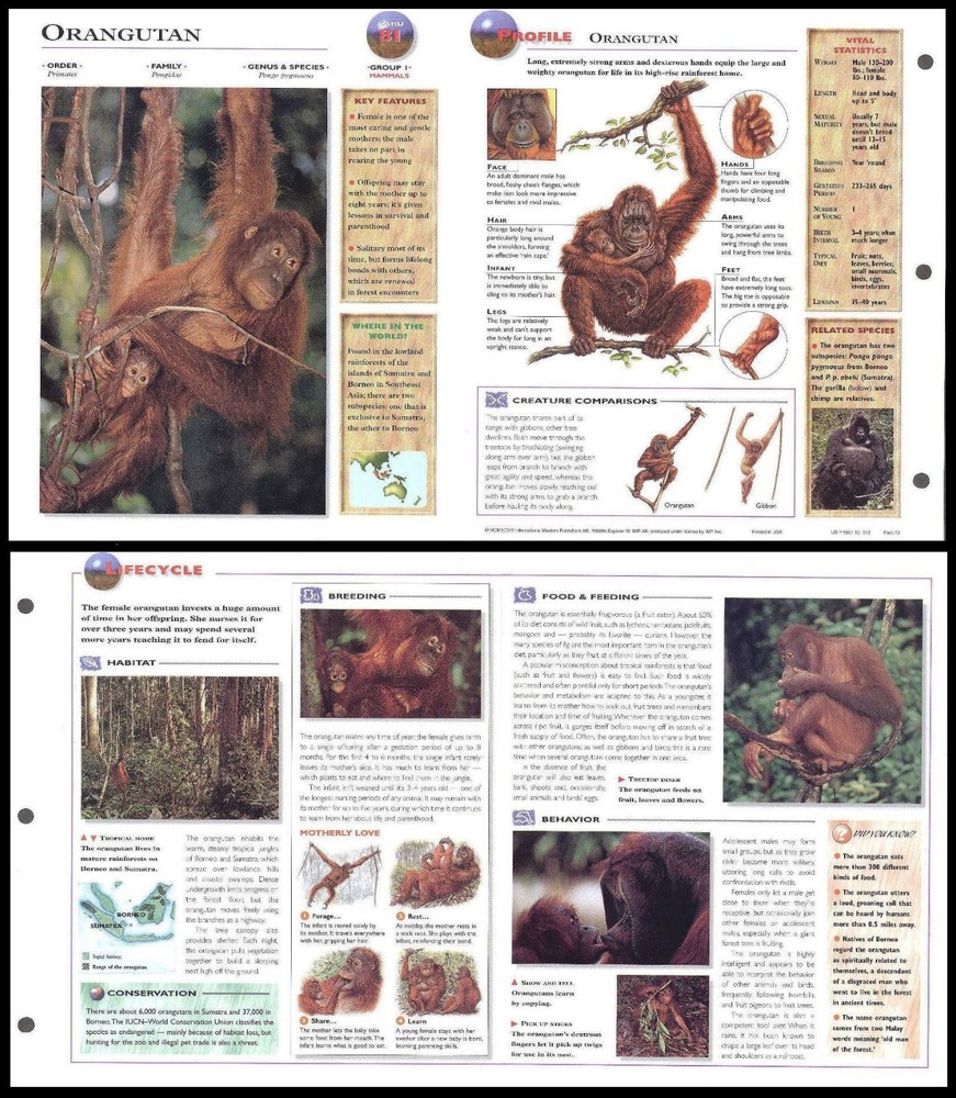 Fold-Out Sheet - Orangutan - 81