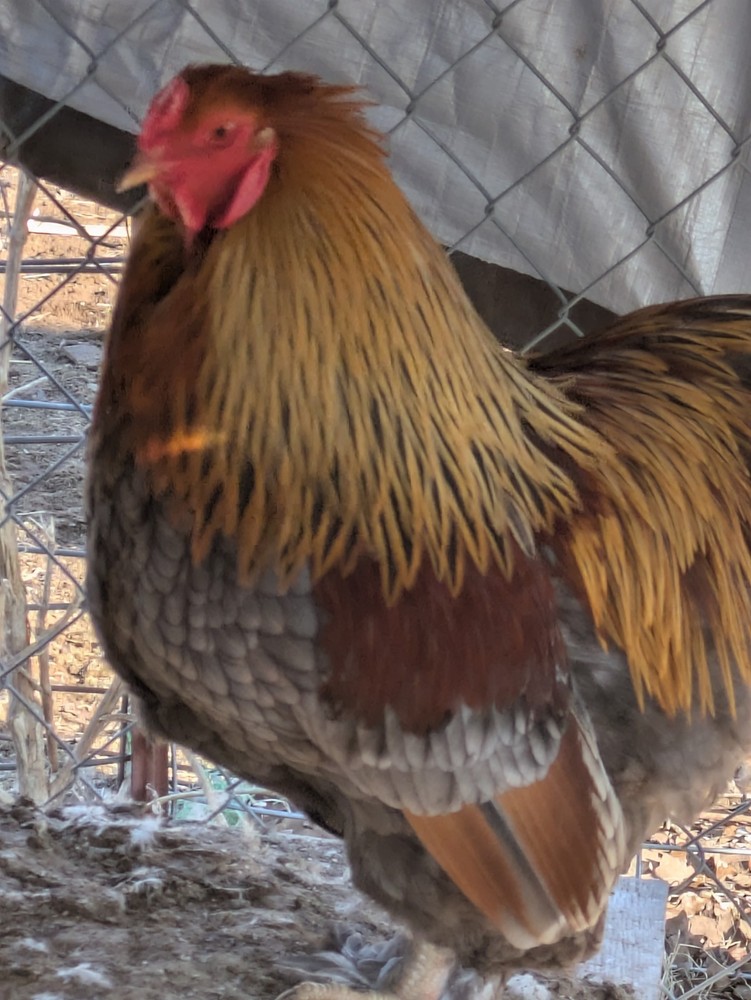 Brahma Chicken Hatching Eggs 10+2 Pack