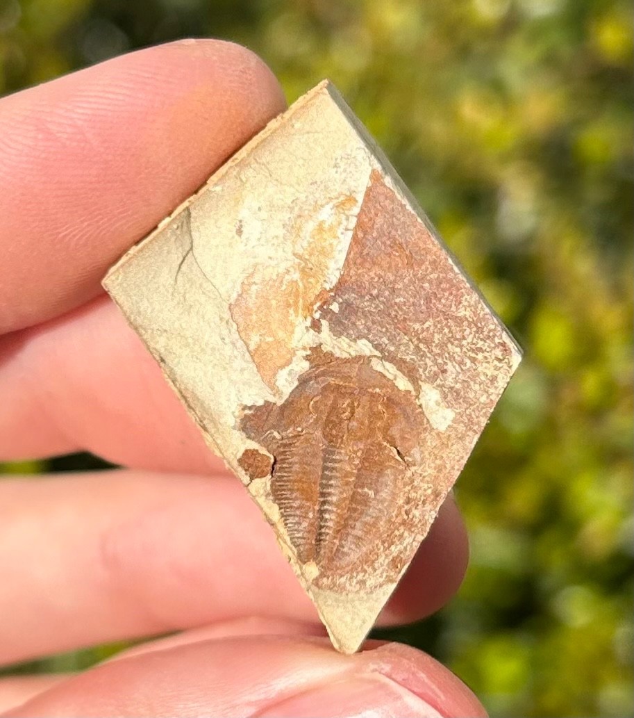 Georgia Fossil Trilobite Aphelaspis brachyphasis Conasauga Formation Cambrian