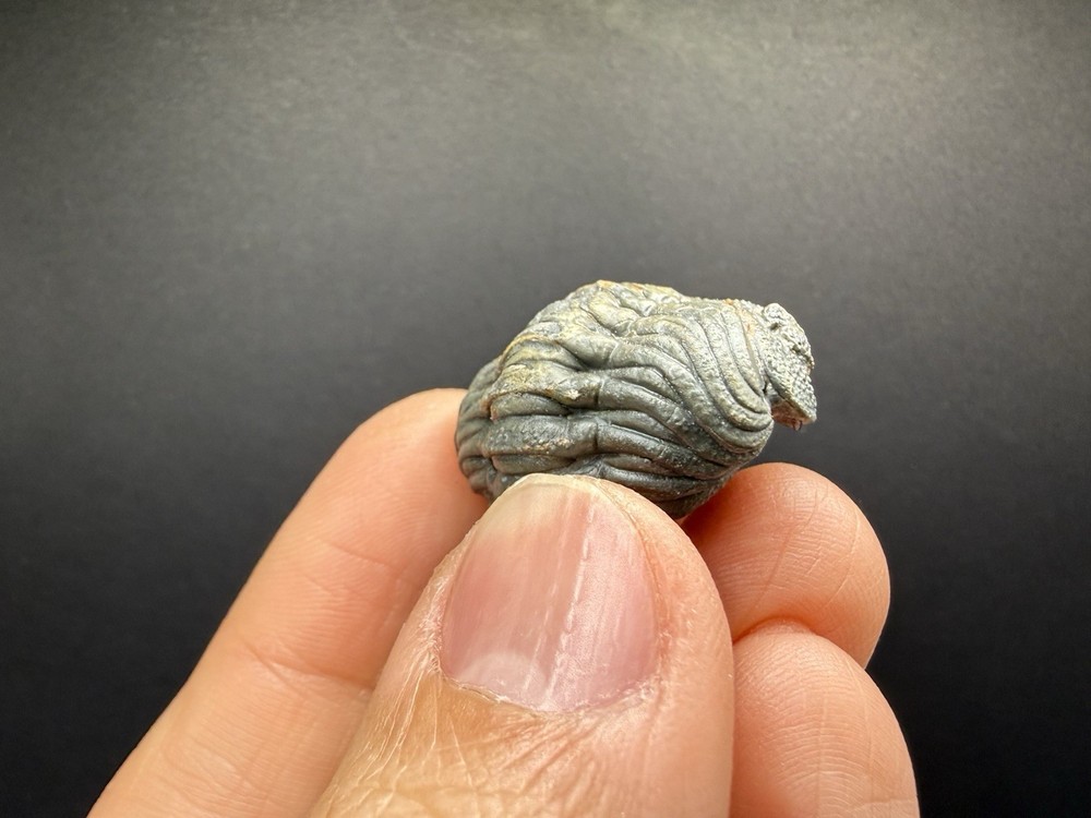 Enrolled Moroccops Trilobite