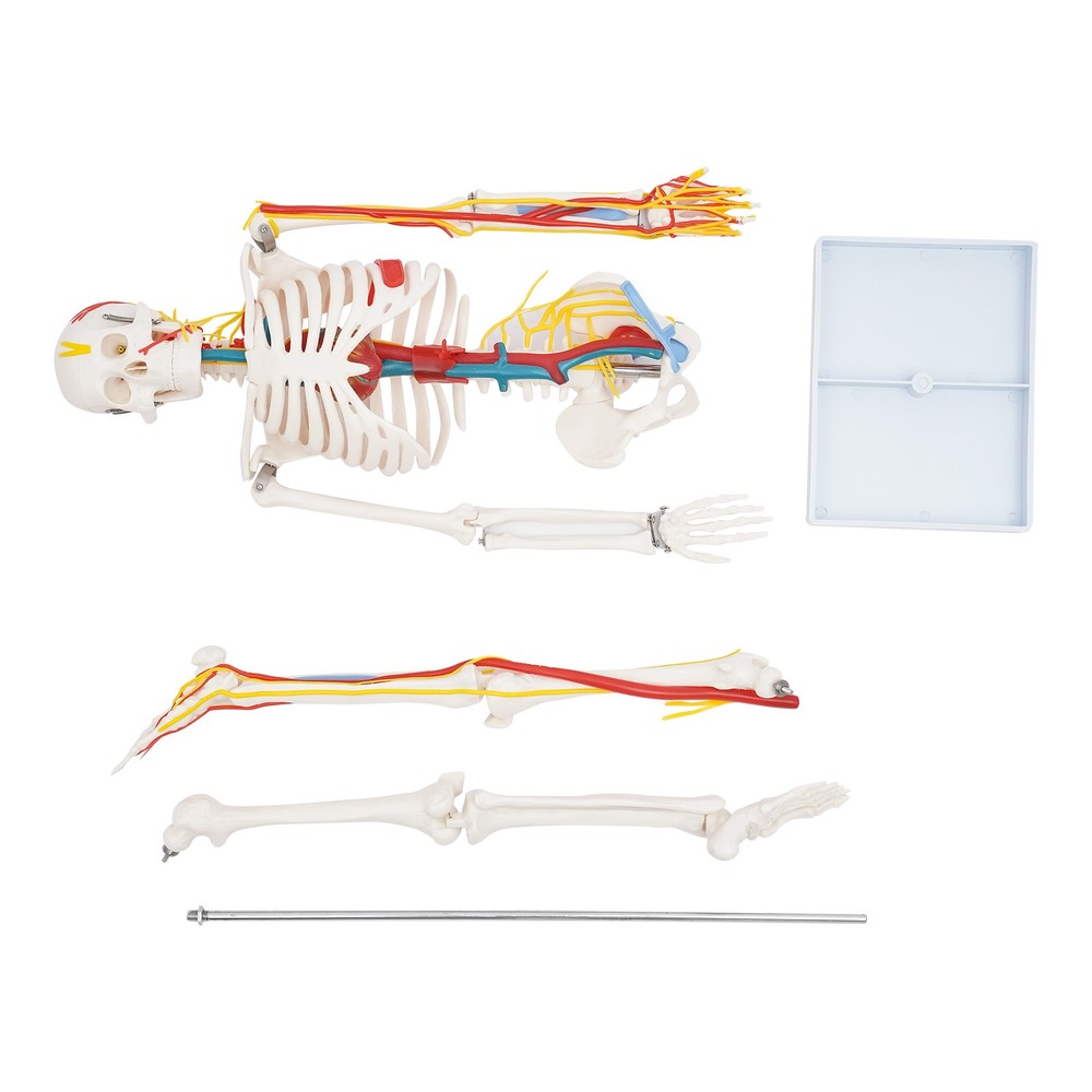 34'' Human Skeleton Model Standing Style With Neurovascular Human Skeleton Model