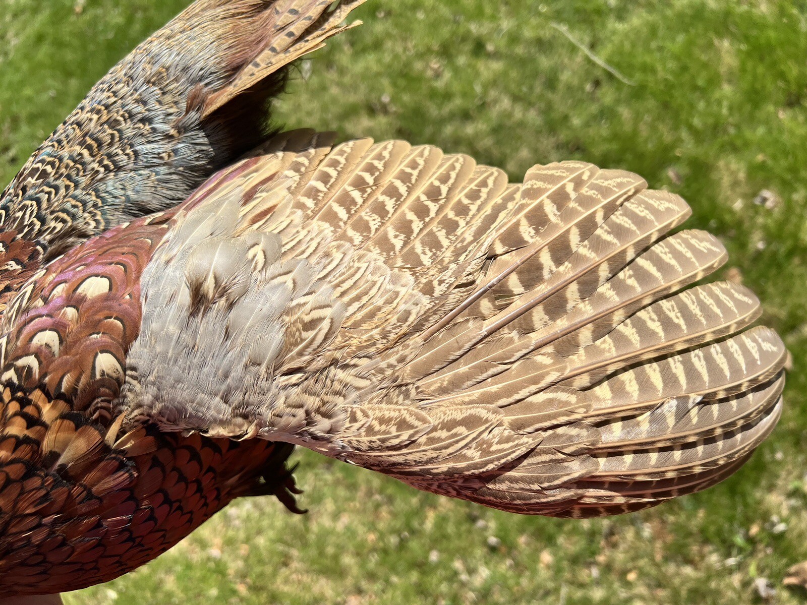 Vintage PAIR Real Ringneck Flying Pheasants Wall Mounts Taxidermy LOCAL PICKUP