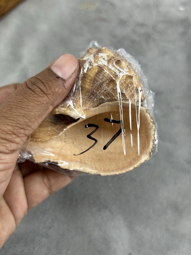 Rapana Rapiformis Turnip Shell 3.5" Long