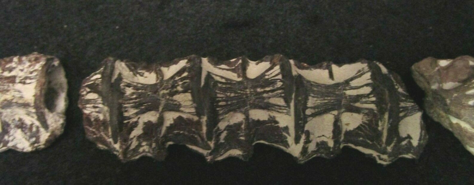 * Cretaceous Cimolichtys Fossil Fish Spine 14 Vertebrae Kansas Niobrara