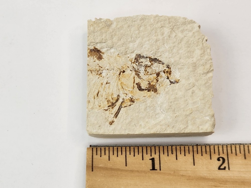 Knightia eocaena Fossil Fish - Green River Fm. - Split Fish Layer - WY